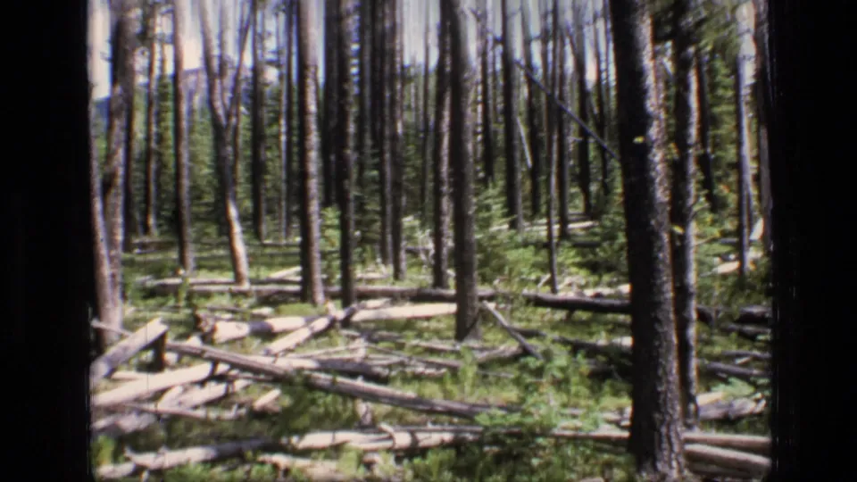 Scapegoat Wilderness forest scene with slender trunks, downed logs, branches, and green vegetation visible in a 1973 8mm frame.