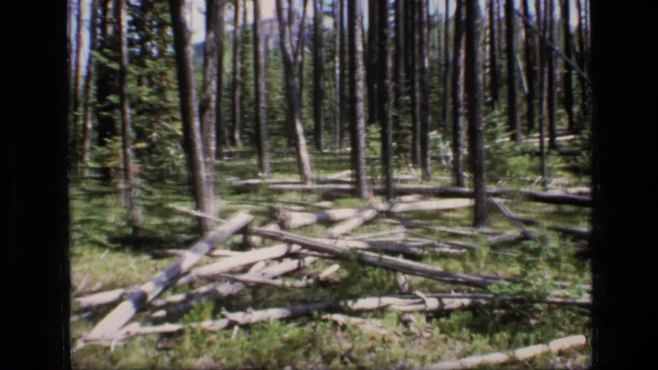 1973 Montana wilderness footage showing a pine forest floor crossed by fallen logs, with dense trunks and low vegetation beyond.