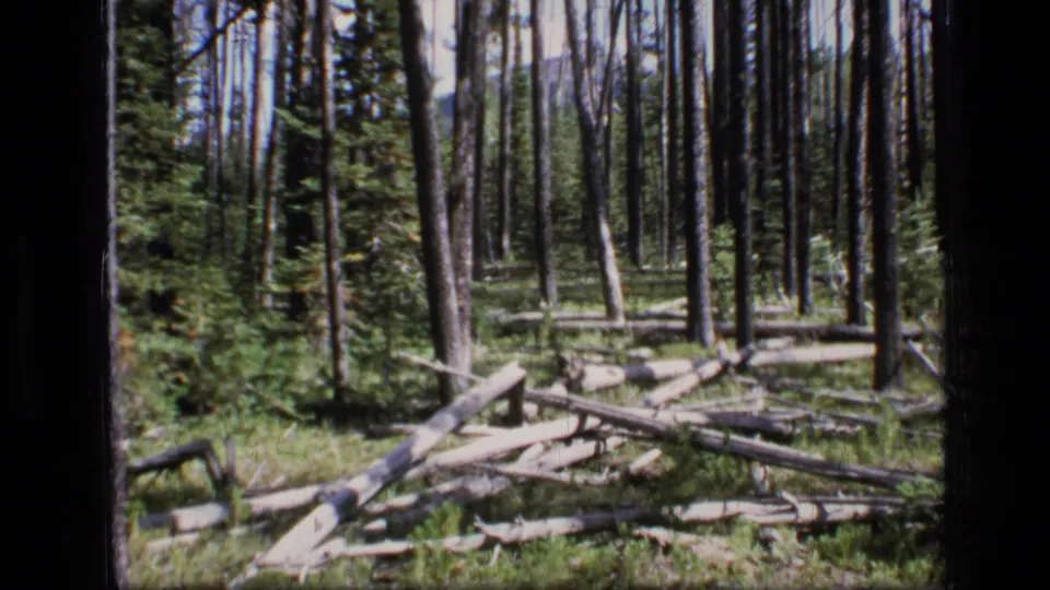 Scapegoat Wilderness frame showing fallen timber, young evergreen growth, and tall trunks in a quiet 1973 home-movie forest view.