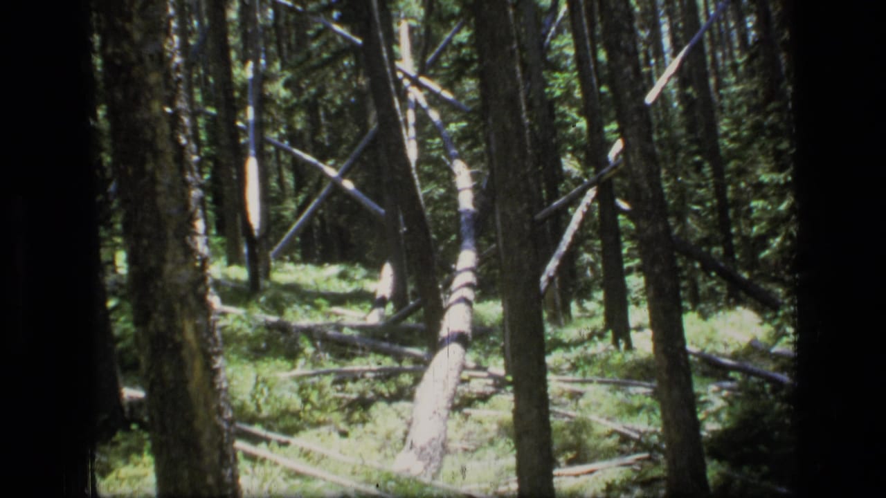 1973 8mm view of Scapegoat Wilderness forest with tall trunks, green undergrowth, and a fallen tree lit by dappled sun.