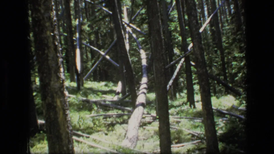 1973 8mm view of Scapegoat Wilderness forest with tall trunks, green undergrowth, and a fallen tree lit by dappled sun.