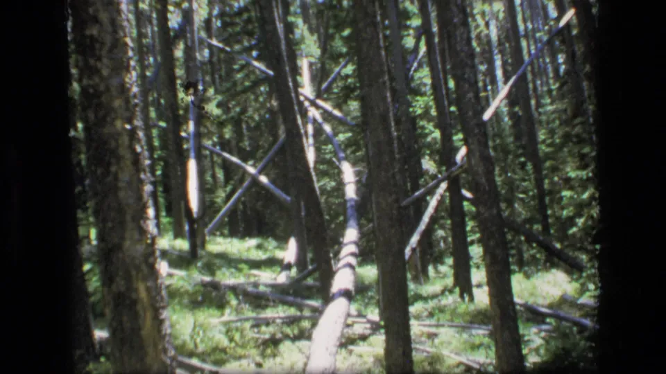 Scapegoat Wilderness forest scene on 8mm film, showing a pale downed trunk among dense evergreens and patchy sunlight.