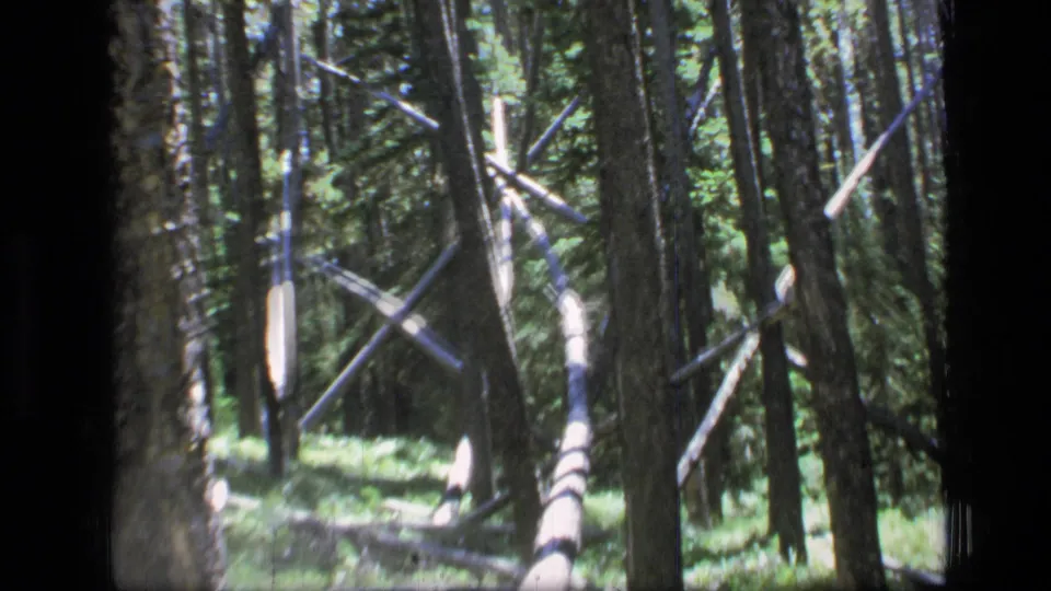 Vintage 8mm frame of Montana wilderness woods with upright conifers, scattered deadfall, and sunlight across the undergrowth.