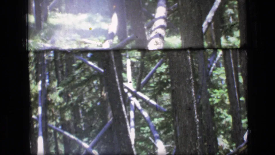 1973 home-movie frame from Scapegoat Wilderness with dense tree trunks, fallen branches, and soft 8mm exposure variation.