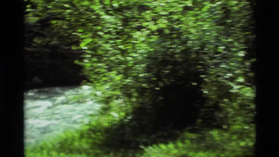 Handheld 8mm view of a Montana forest edge with river water partly visible behind sunlit green foliage.