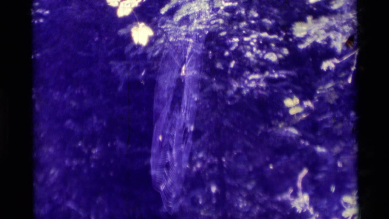 Purple-tinted close view of a spider web with a small insect caught among bright foliage highlights.