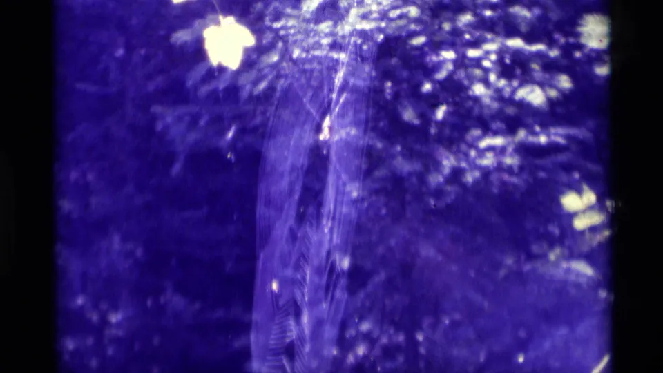 1975 Agate Springs 8mm frame with web strands, a small caught insect, and saturated purple foliage in soft focus.
