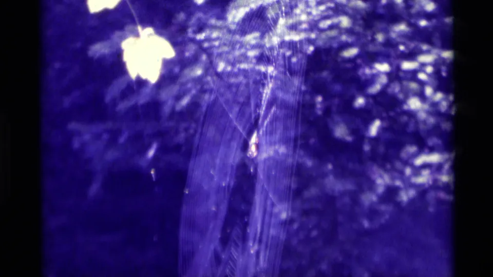 1975 Agate Springs 8mm frame showing a delicate web, a small caught insect, and bright flower-like shapes in purple light.