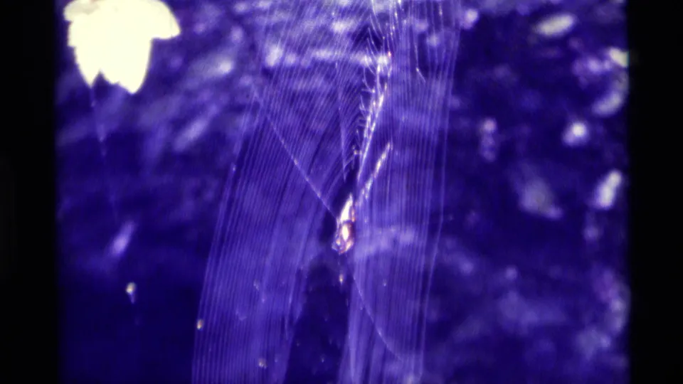 1975 Agate Springs 8mm frame focusing tightly on web strands and a small insect caught against dark purple foliage.