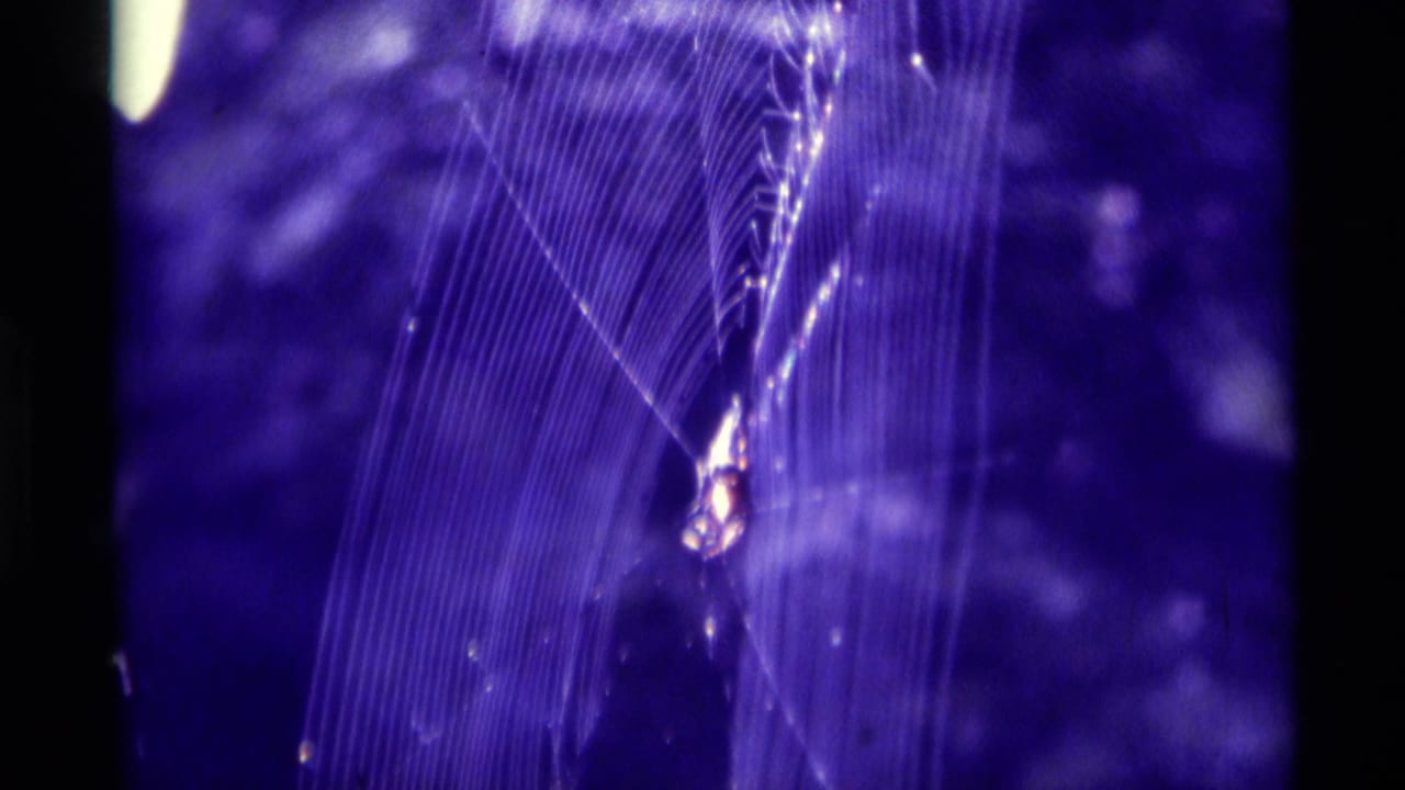 1975 Agate Springs 8mm frame showing a spider near the center of a purple-lit web, with fine silk strands and soft film grain.