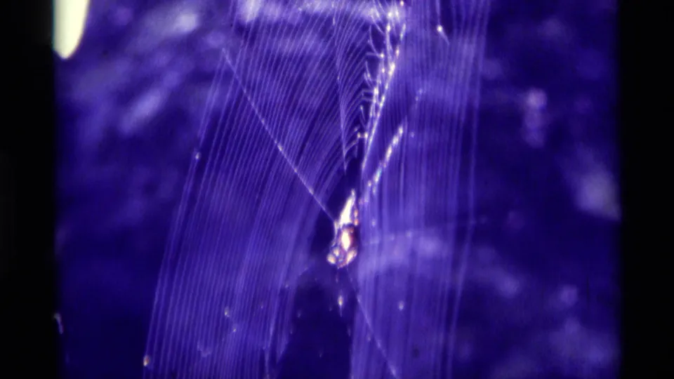 1975 Agate Springs 8mm frame showing a spider near the center of a purple-lit web, with fine silk strands and soft film grain.