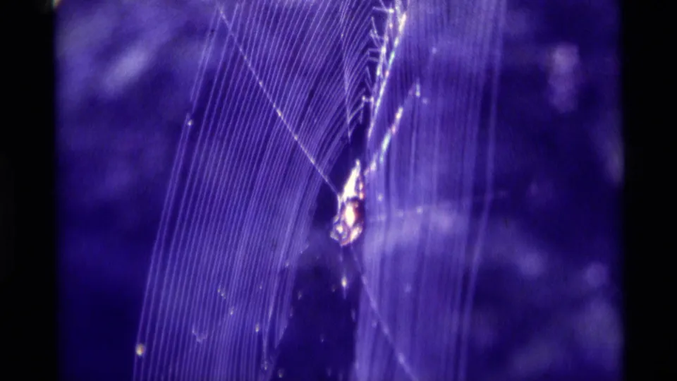 1975 Agate Springs 8mm frame with a spider on a web, diagonal silk lines, purple cast, and visible home-movie texture.