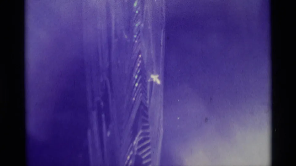 1975 Agate Springs 8mm frame showing vertical and curved web strands in purple light, with the spider largely outside the visible focus area.