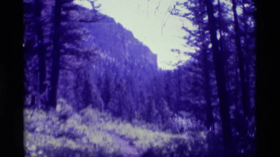 1975 8mm view near Agate Springs, Montana, looking through evergreen trees toward a forested mountain slope and bright sky.