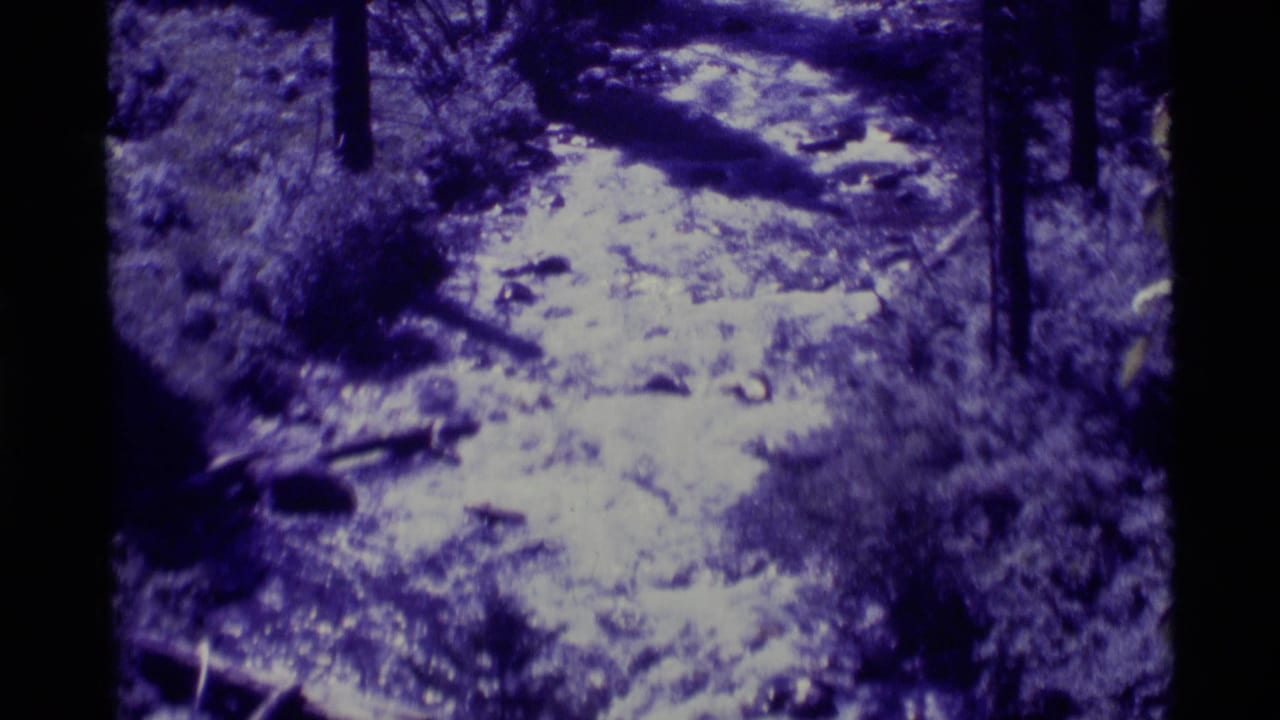 Blue-purple frame of a forest path with brush, fallen branches, rocks, and vertical tree trunks.
