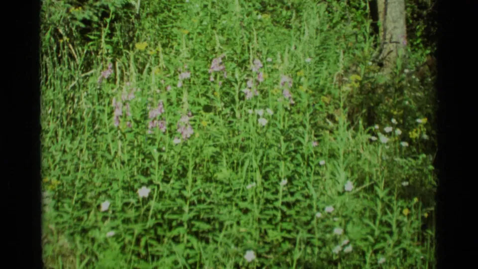 1975 Agate Springs, Montana 8mm close view of meadow vegetation with purple and white wildflowers in bright sun.