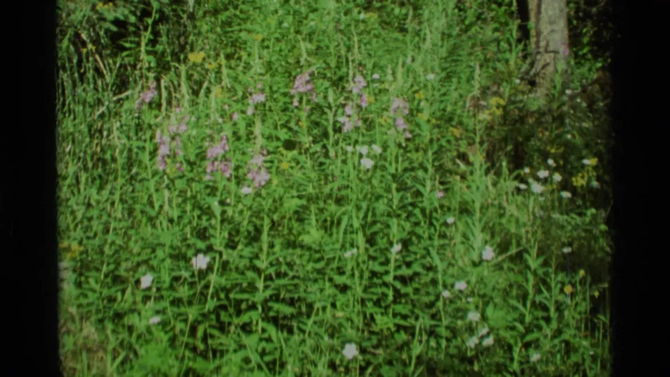 1975 Agate Springs, Montana 8mm frame of dense meadow plants, scattered wildflowers, and a tree trunk along the right edge.