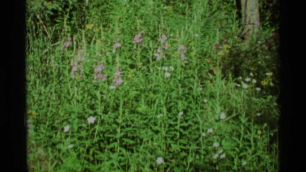 1975 Agate Springs 8mm frame showing tall green vegetation and scattered wildflowers in a sunlit meadow.