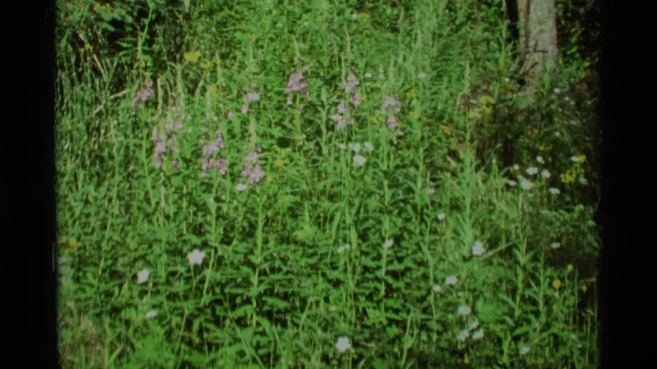 1975 Agate Springs 8mm frame showing tall green vegetation and scattered wildflowers in a sunlit meadow.