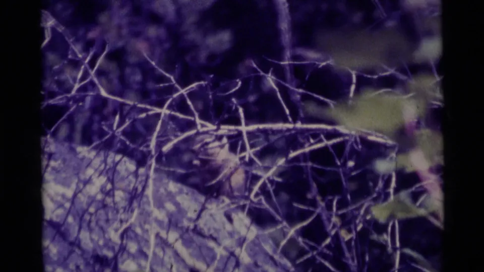 8mm frame from Agate Springs showing tangled branches and brush with strong purple color shift and soft focus.