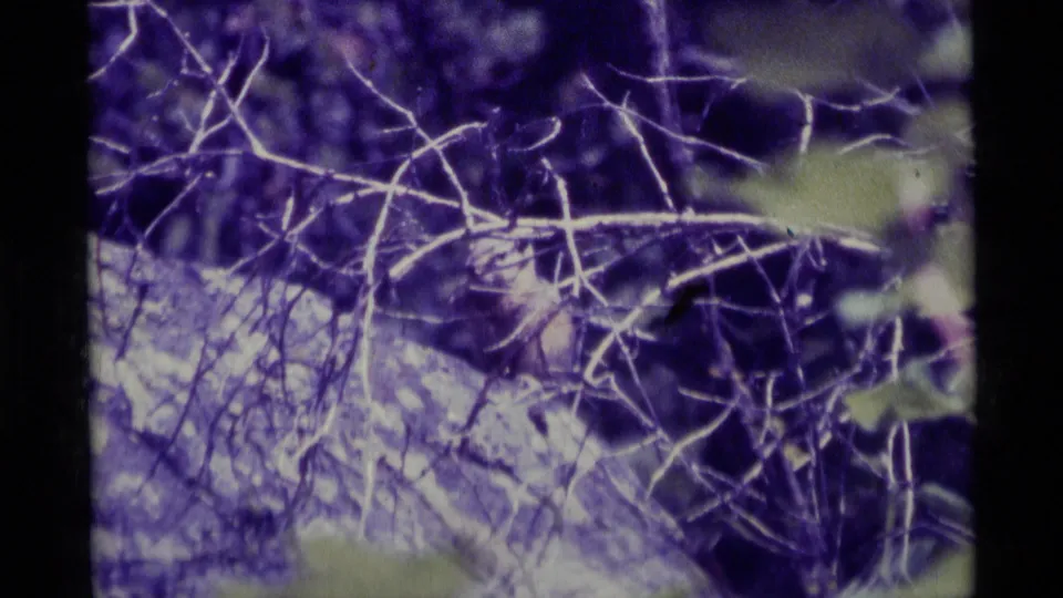 1975 Montana home-movie frame showing tangled branches, brush, and soft foreground leaves in purple-shifted color.