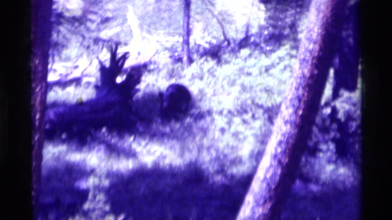 1975 8mm frame from Agate Springs, Montana, showing a deer with antlers among trees and grass with faded purple-green color.
