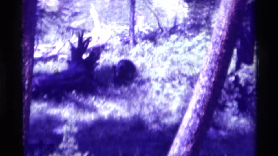 1975 8mm frame from Agate Springs, Montana, showing a deer with antlers among trees and grass with faded purple-green color.