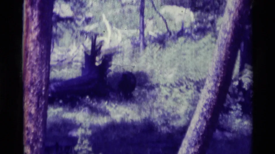 Aged 8mm footage from Agate Springs, Montana, frames a deer with antlers between tree trunks in a green wooded setting.
