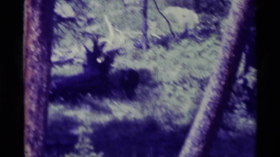 The 1975 home-movie frame shows an antlered deer near a tree trunk, with soft focus and strong purple-green aging in the film image.