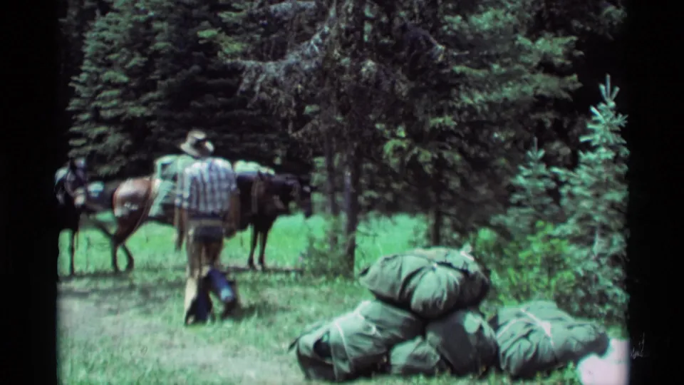 The man moves toward a line of saddled horses while green packs lie in the foreground of the 1975 Montana forest scene.