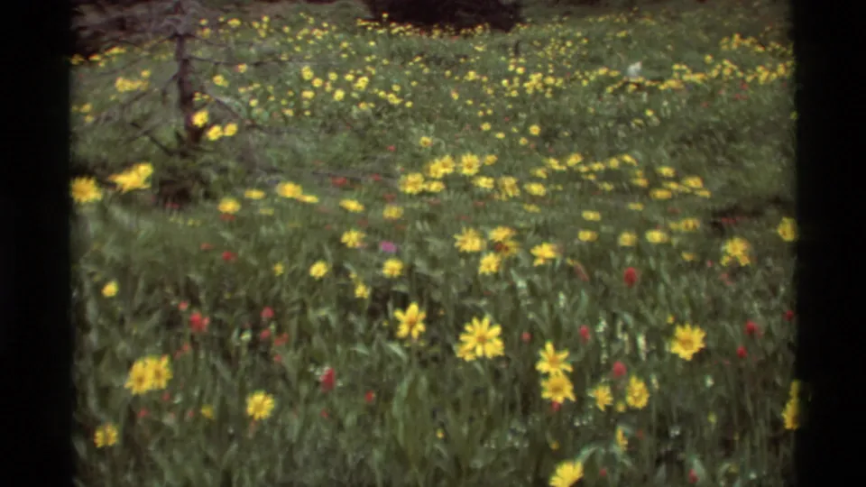 A wider 1975 Montana meadow view shows yellow wildflowers, grass, scattered red flowers, and trees on a sloping hillside.