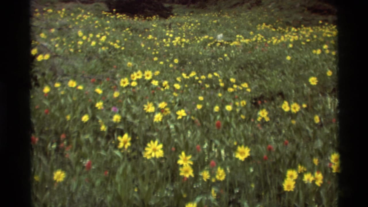 1975 8mm view of a Montana meadow with yellow wildflowers, red blossoms, tall grass, and shadowed trees beyond.