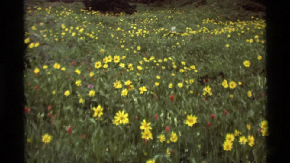 1975 8mm view of a Montana meadow with yellow wildflowers, red blossoms, tall grass, and shadowed trees beyond.