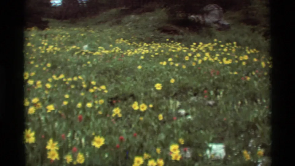 1975 Agate Springs, Montana meadow view with yellow blooms spread across grass beneath trees and rocky outcrops.