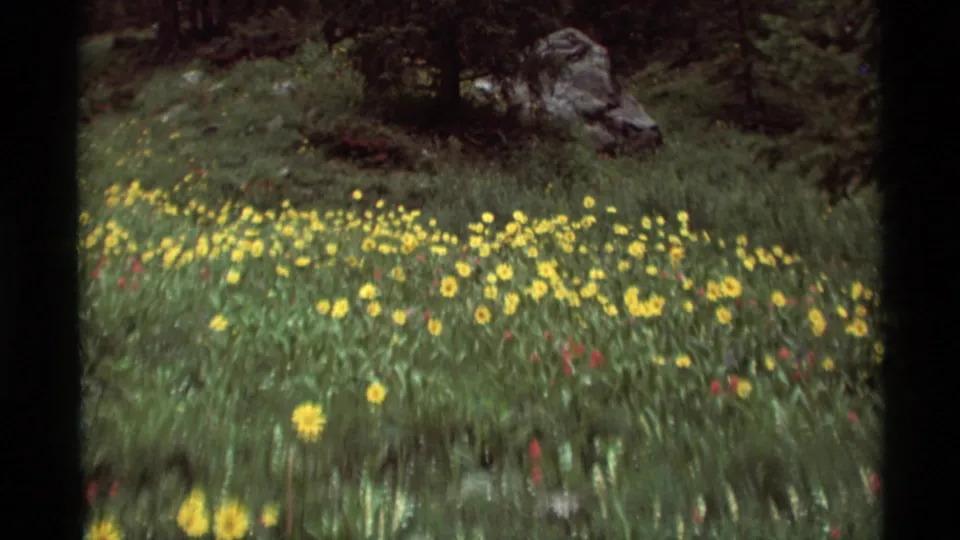 1975 8mm frame of a Montana wildflower patch, with dense yellow blooms, tall grass, a tree trunk, and rocks beyond.