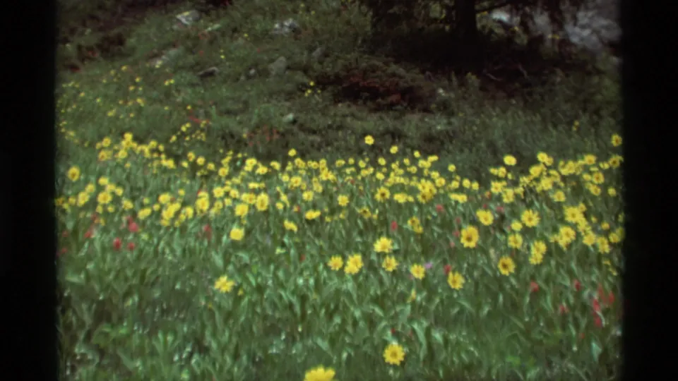 1975 Agate Springs, Montana meadow frame showing yellow flowers, tall grass, dark trees, and shaded rocks on 8mm film.