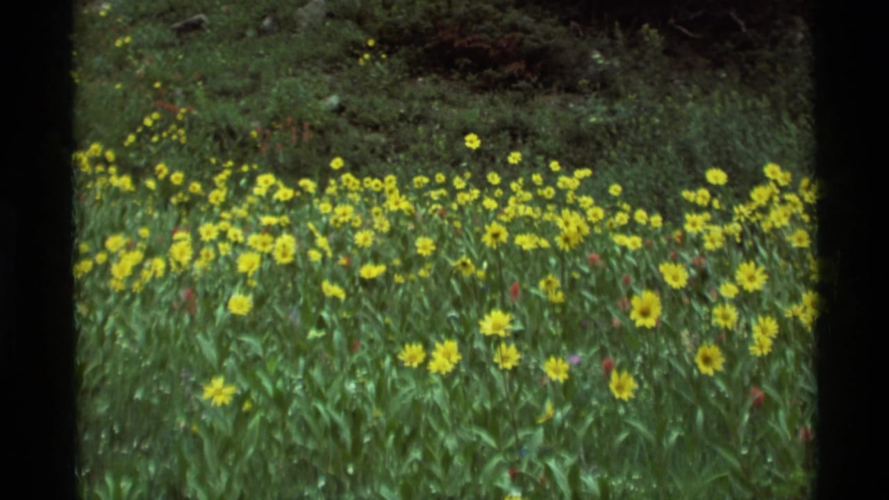 1975 8mm frame from Agate Springs, Montana showing a green meadow dense with yellow wildflowers and dark tree cover in the background.