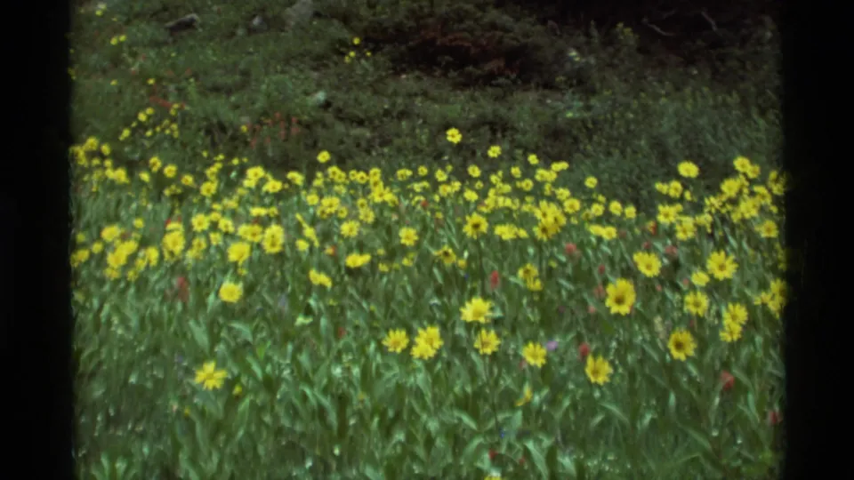 1975 8mm frame from Agate Springs, Montana showing a green meadow dense with yellow wildflowers and dark tree cover in the background.