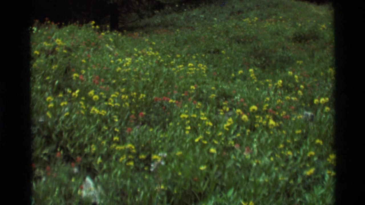 A grassy meadow with scattered yellow and red wildflowers near a dark tree edge.