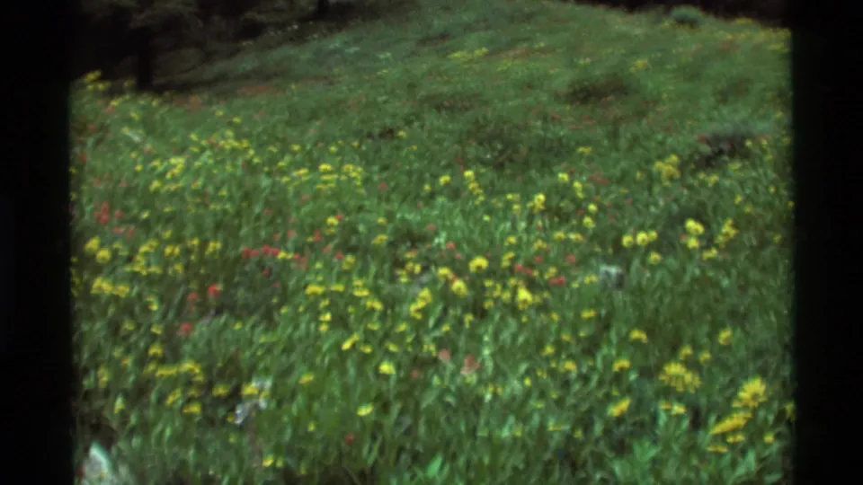 1975 8mm Agate Springs frame with yellow, red, and purple flowers scattered through a green meadow below a dark wooded area.