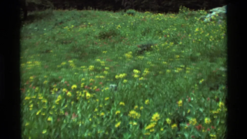 1975 Agate Springs, Montana frame showing a wider meadow view with yellow wildflowers, green grass, scattered rocks, and dark trees at the top edge.