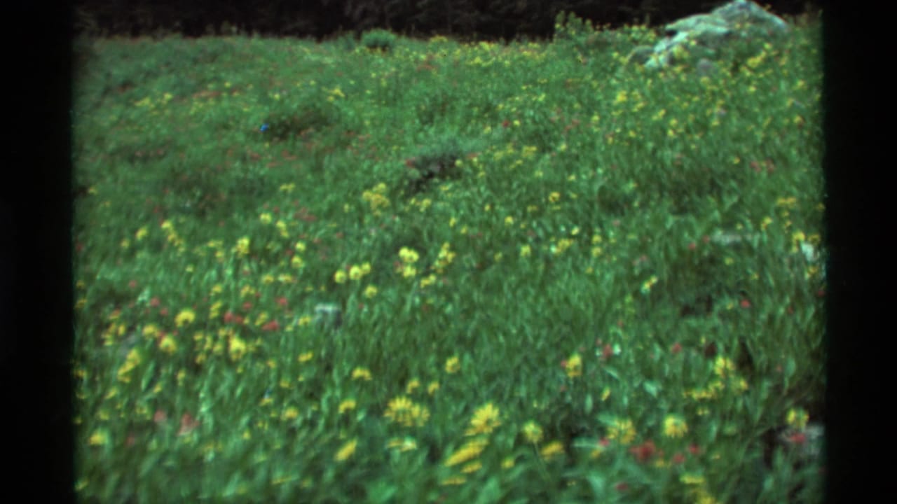 Green meadow with yellow wildflowers, dark trees, and a pale rock near the upper right.