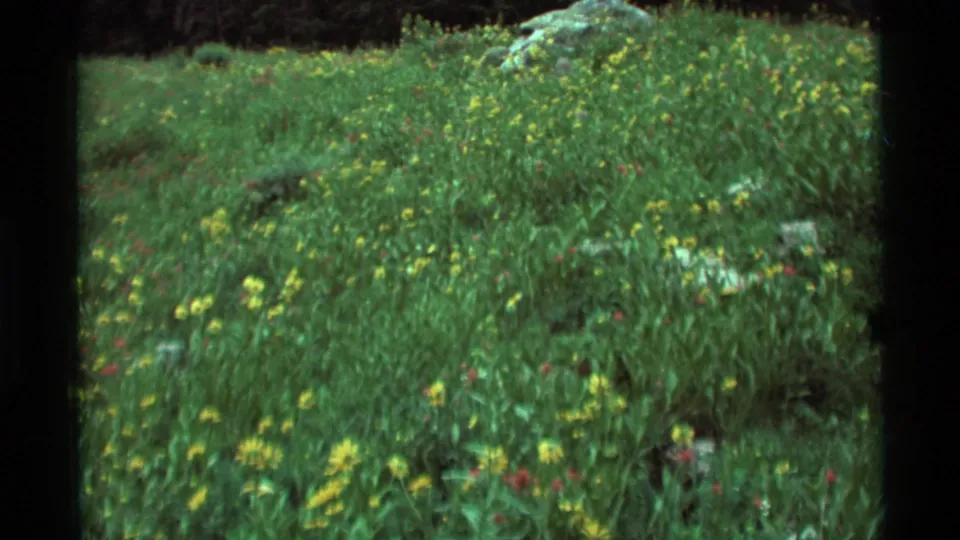 1975 Agate Springs meadow view with yellow wildflowers across green grass, a pale rock in the background, and soft 8mm framing.
