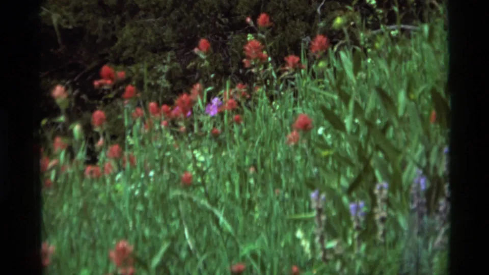 1975 8mm frame in Agate Springs, Montana showing red wildflowers and tall grasses against darker brush with a few purple blossoms.