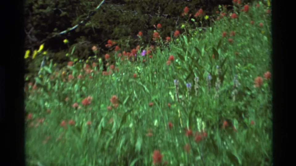 1975 Agate Springs 8mm frame showing red wildflowers on a grassy slope with darker shrubs and scattered yellow blooms in the background.