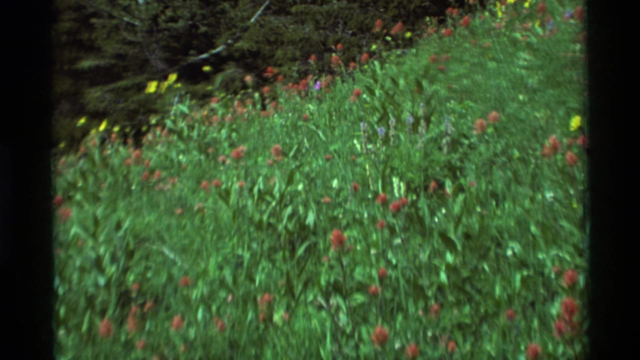 1975 Agate Springs, Montana home-movie frame showing a green wildflower meadow from a moving viewpoint.