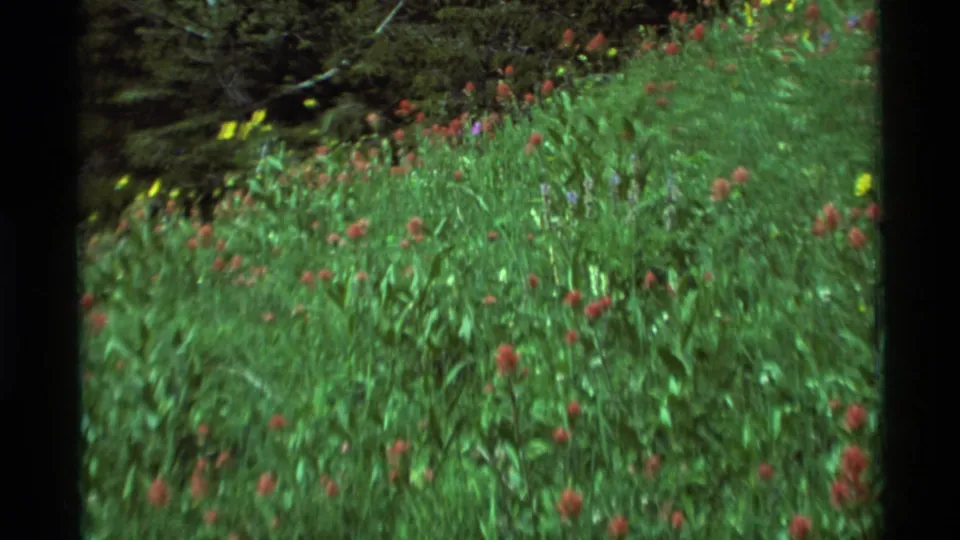 1975 Agate Springs, Montana home-movie frame showing a green wildflower meadow from a moving viewpoint.