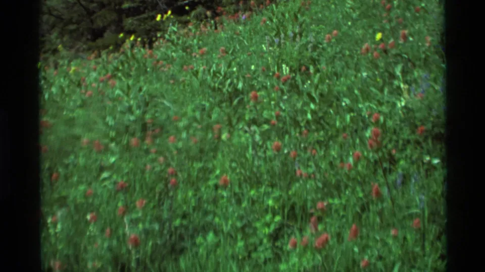 Archival 8mm view of a Montana meadow with red wildflowers, softened by motion and film grain.