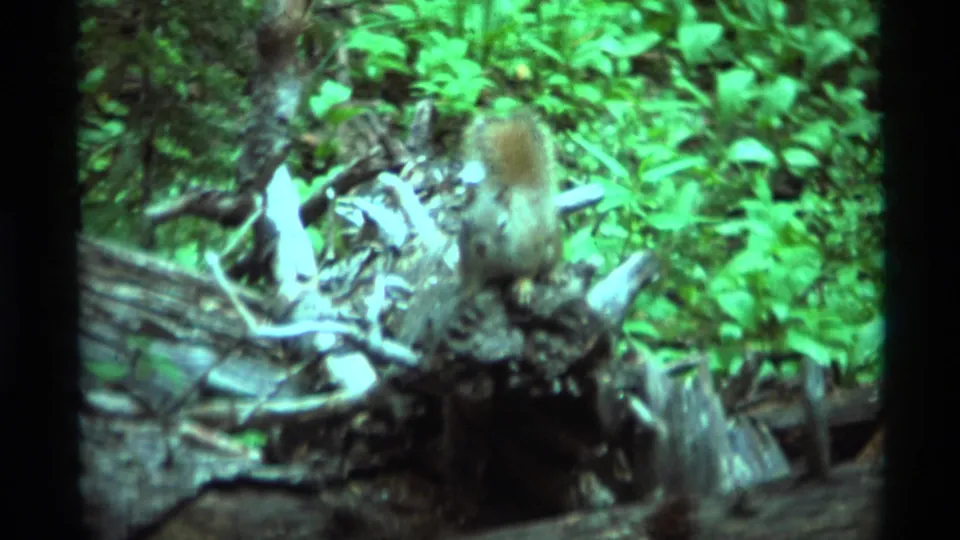 A squirrel appears on weathered wood or rock in a green wooded setting in the 1975 Agate Springs home-movie footage.