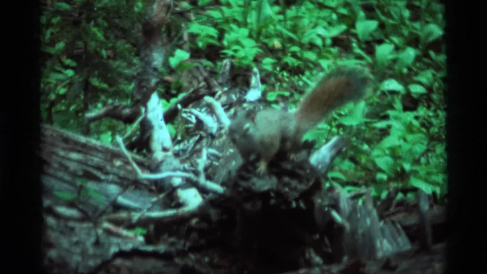 The squirrel remains close to the camera on a log or rock, framed by dense green forest plants in Montana home-movie footage.